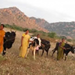 Bellota Agrisolutions destina 155 vacas para la creación de recursos en India.